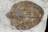 Wide Plate with Five Fossil Leaves - Montana #165054-5